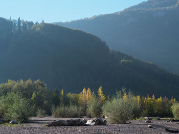 Scenic view of forest against sky