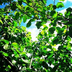 Low angle view of trees against sky