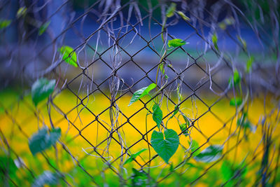 Close-up of yellow flowers against blue sky