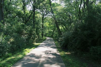 Footpath in forest