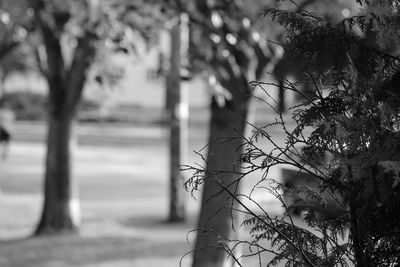 Close-up of tree trunk in park