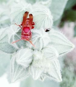 Close-up of insect on red flower