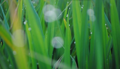 Close-up of wet plants growing on field