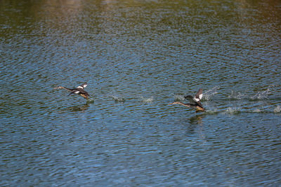 Birds swimming on lake