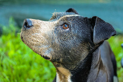 Close-up of a dog looking away