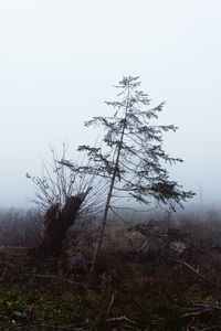 Tree in forest against sky