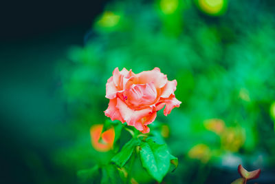 Close-up of pink rose flower