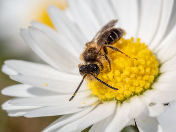 Close-up of bee pollinating on flower