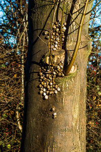 Close-up of tree trunk in forest