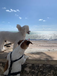 View of a horse on the beach