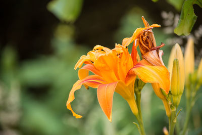 Close-up of insect on orange flower