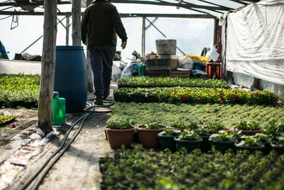 Rear view of man walking in greenhouse