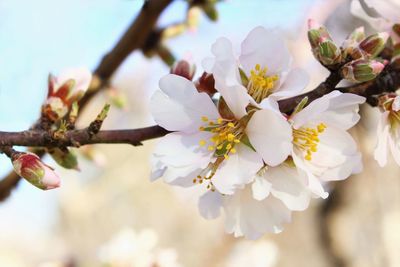 Close-up of white cherry blossom