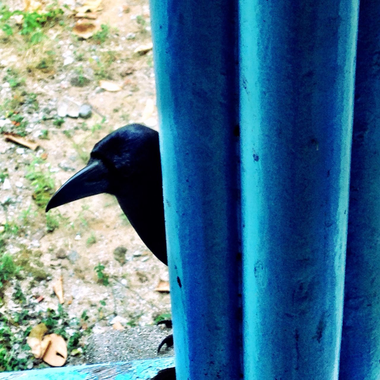 animal themes, one animal, bird, animals in the wild, wildlife, black color, perching, close-up, blue, focus on foreground, full length, side view, zoology, pigeon, day, outdoors, nature, no people, sunlight, selective focus