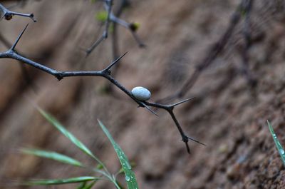 Close-up of berries growing on plant