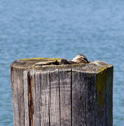 Close-up of wooden post