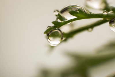 Close-up of wet plant