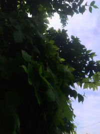 Low angle view of flowering tree against sky