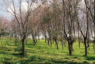 View of trees in forest