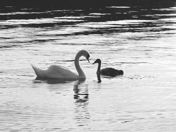 Swans swimming in lake