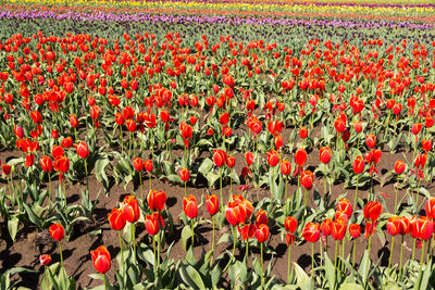 Red poppy flowers in field