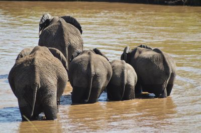 Elephant in river