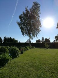 Trees on field against sky