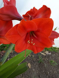 Close-up of day lily plant