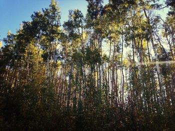 Trees in forest