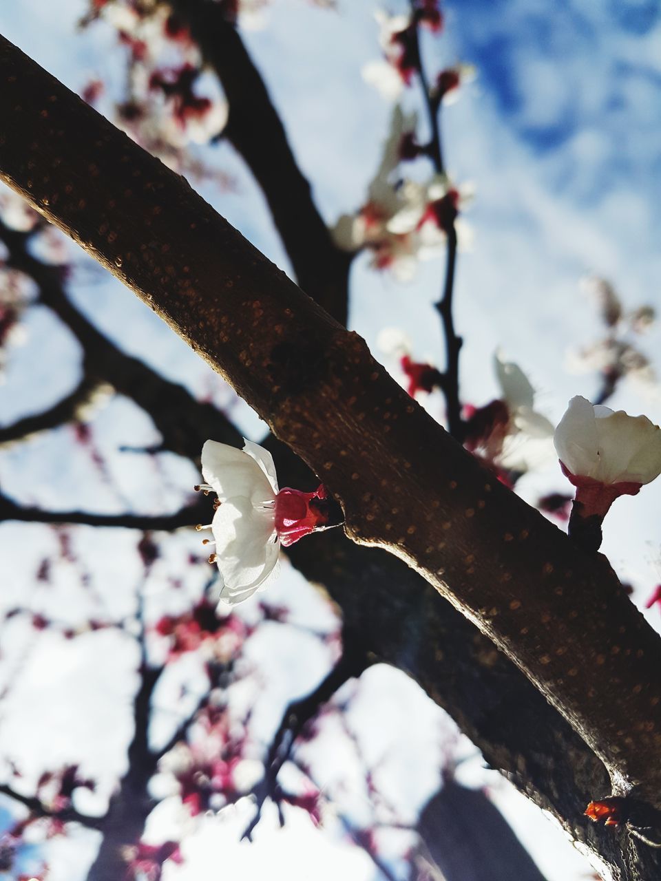 focus on foreground, no people, nature, day, tree, close-up, branch, plant, outdoors, metal, sunlight, growth, low angle view, flower, flowering plant, selective focus, sky, freshness, springtime, beauty in nature