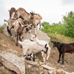 View of sheep on field