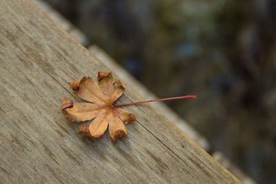 Close-up of maple leaf on wood