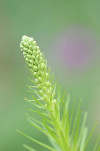 Close-up of succulent plant