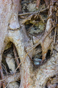 Close-up of tree trunk