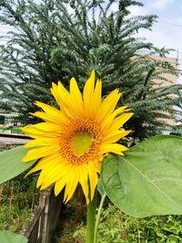 Close-up of sunflower