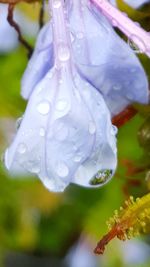 Close-up of wet white flower blooming outdoors