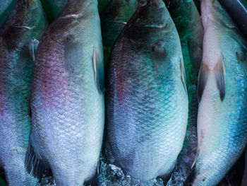 Close-up of fish for sale in market