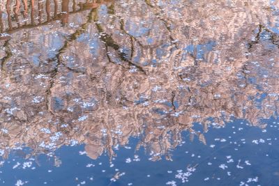 Close-up of frozen tree against blue sky
