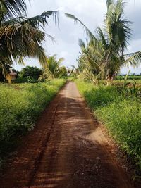 Empty road along plants and trees against sky