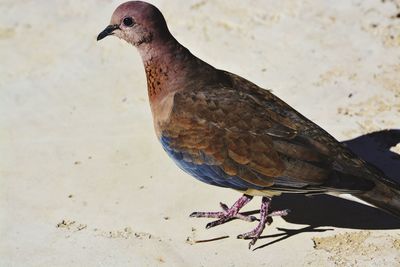 Close-up of pigeon