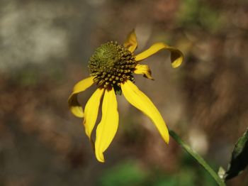 Close-up of yellow flower