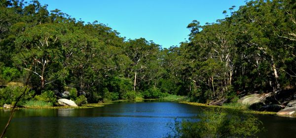 Reflection of trees in lake