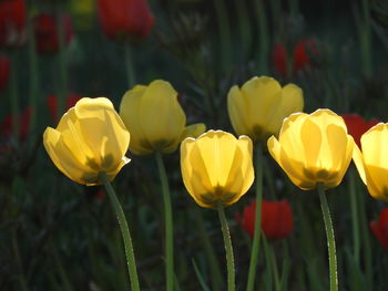 Close-up of yellow tulips on field