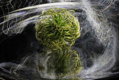 High angle view of plants in water