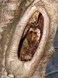 Close-up of tree trunk