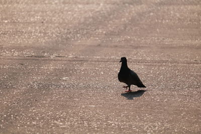 Bird perching on a beach