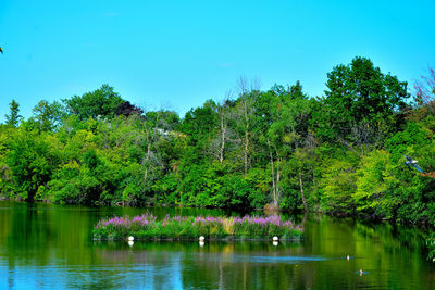 Scenic view of lake in forest against clear sky