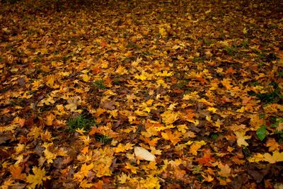 Full frame shot of autumn leaves