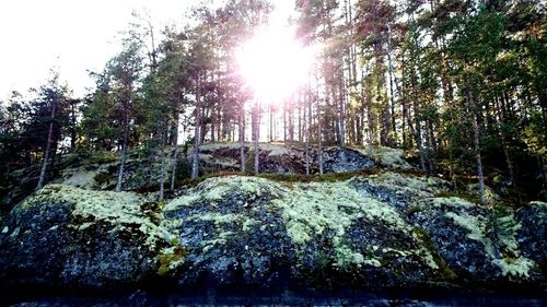 Low angle view of trees in forest against sky