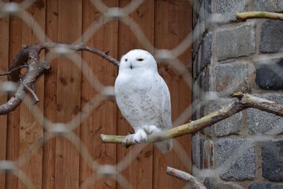 Close-up of owl perching on wood